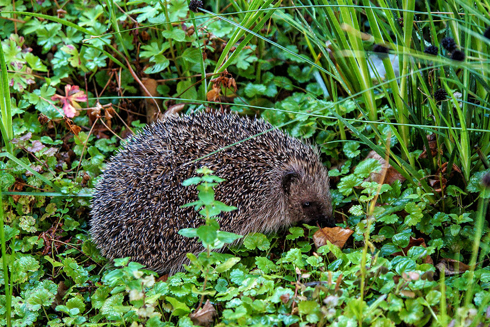 Igel