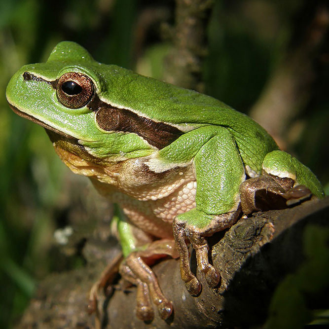 Laubfrosch